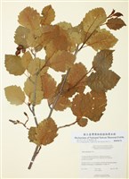 藏品(山榿木)的圖片